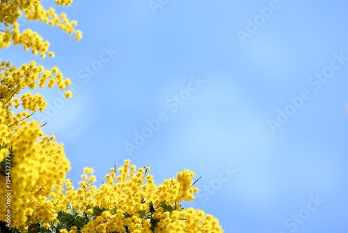 黄色いミモザの花