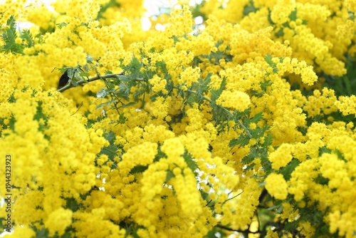 黄色いミモザの花