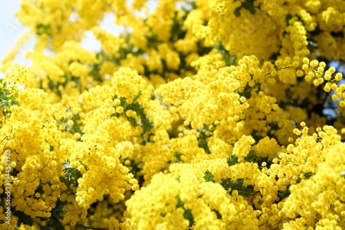 黄色いミモザの花