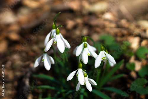 Common Snowdrops (Galanthus nivalis) Blooming in Early Spring Forest