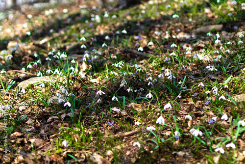 Common Snowdrops (Galanthus nivalis) Blooming in Early Spring Forest