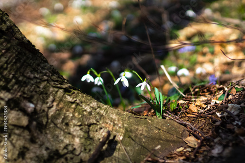 Common Snowdrops (Galanthus nivalis) Blooming in Early Spring Forest