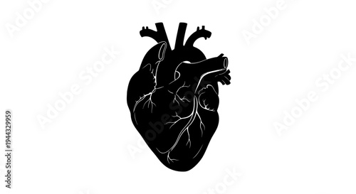 Black Silhouette of a Human Heart with Visible Veins on White Background