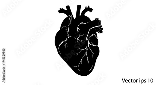 Black Silhouette of a Human Heart with Detailed Veins on White Background