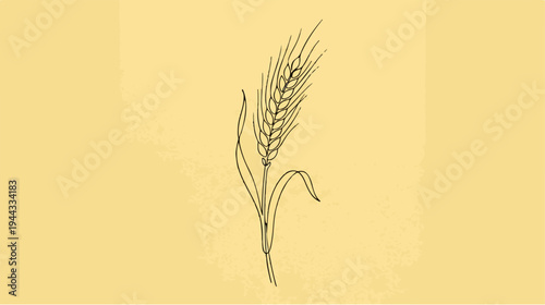 Detailed illustration of a single wheat stalk against a light background.