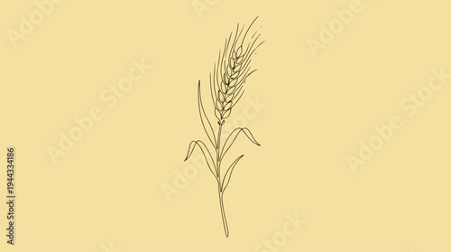 Detailed illustration of a single wheat stalk on a plain background.