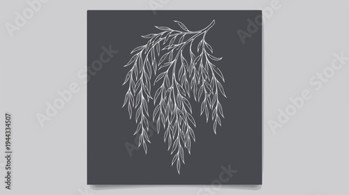 Elegant botanical illustration of a weeping willow branch on dark background.