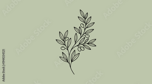 Elegant botanical illustration of olive branch on a neutral background.
