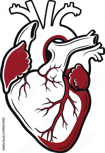 Stylized Anatomical Human Heart Illustration