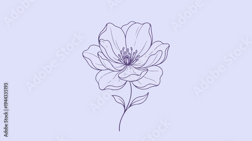 Elegant floral sketch - A delicate botanical illustration.