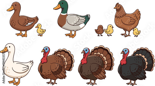 Farm Poultry Bird Collection with Ducks Turkeys and Chickens Domestic Farm Animals Cartoon Vector Illustration Set