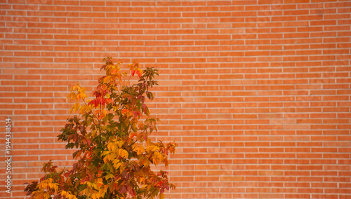 orange and green fall autumn leaves on tree in urban setting in front of red brick wall open space for type seasonal horizontal image with text room colorful showing changer of season urban setting 