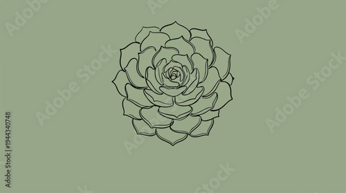 Succulent plant drawing on a green background, simple illustration.