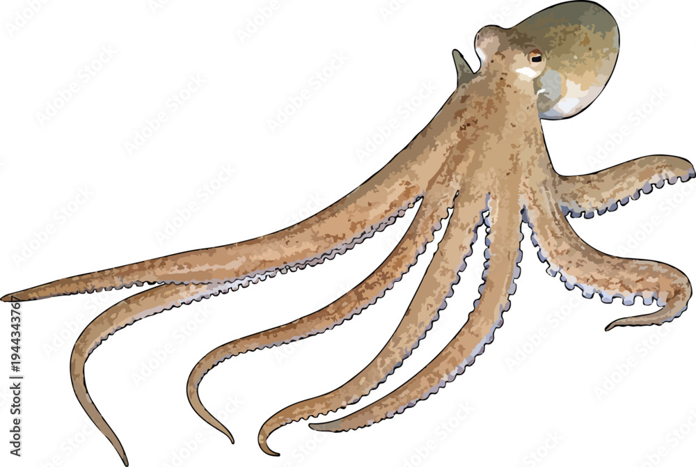 Obraz premium Amphioctopus aegina illustration art