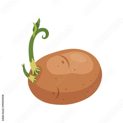vector illustration of a potato