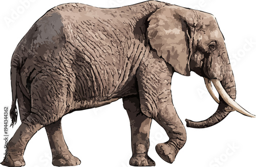 Fotografie Loxodonta africana illustration art
