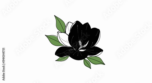 Black magnolia flower with green leaves on a white background
