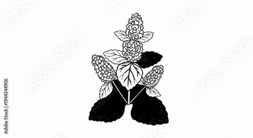 Black and white illustration of a flowering plant with dense clusters of blossoms