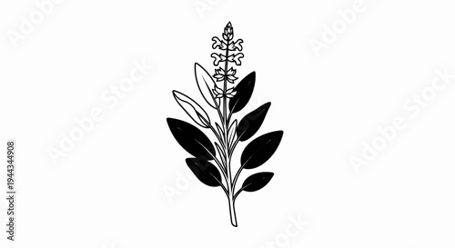 Black and white illustration of a flowering plant with opposing leaves