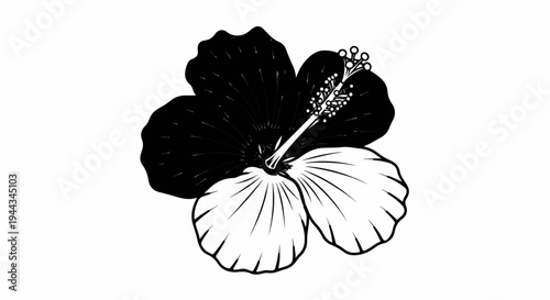 Black and white illustration of a hibiscus flower with detailed petals and stamen