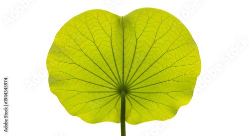 A large green leaf with a long stem against a white background