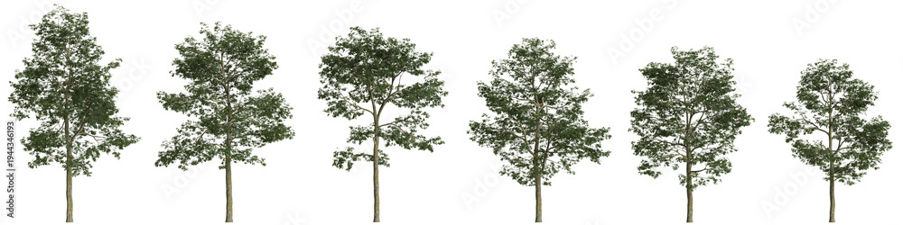 Obraz premium Multiple Alnus cremastogyne trees 3d illustration on transparent background