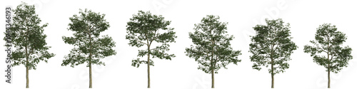 Multiple Alnus cremastogyne trees 3d illustration on transparent background