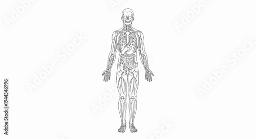 Anatomical illustration of the human skeletal and vascular systems
