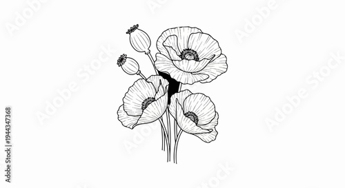 Black and white sketch of blooming poppies with seed pods