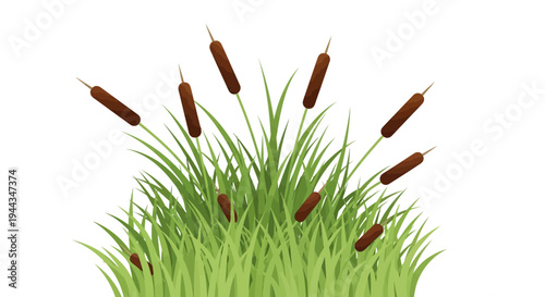 Cattail plants illustration with green grass on white background