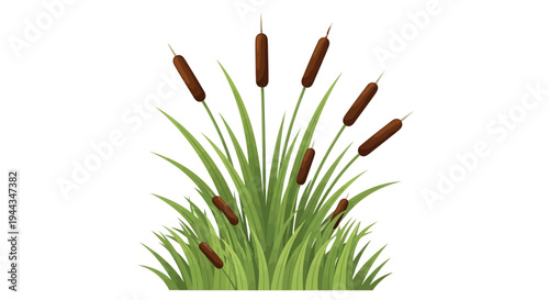Cattail reeds, green grass, marsh plants, botanical illustration, isolated on white