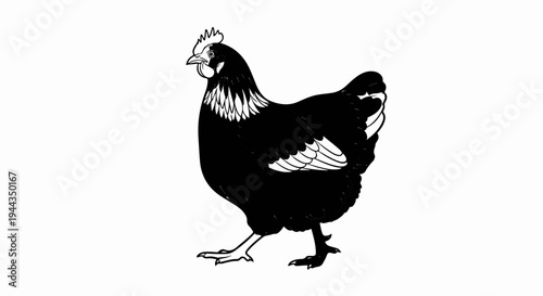 Black hen with white accents and red comb stands on white background