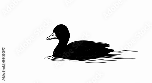 Black duck swims in water, illustrated