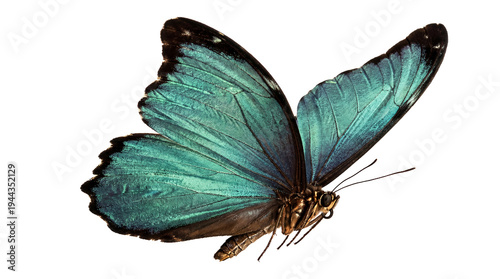 Radiant turquoise butterfly with delicate wings, a beautiful photograph isolated on a transparent background.