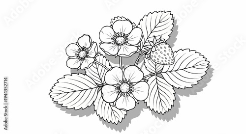 Black and white illustration of strawberry plant with flowers and fruit