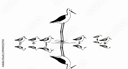 Black and white illustration of wading birds with reflections in water