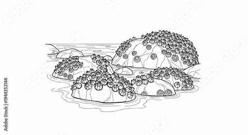 Barnacles clinging to rocks in shallow water with ripples