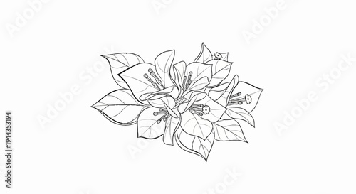 Black and white line drawing of a cluster of delicate blooming flowers