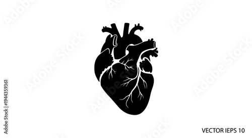 Black Silhouette of Human Heart Anatomical Vector Illustration Isolated on White Background