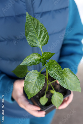 Hands holding a young green seedling in a pot, gardening and plant care concept, home growing, sustainability and ecology, spring growth.
