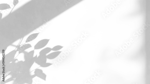 Obraz na plátne shadow overlay effect of natural tree leaves shadow and window shadow over on wh
