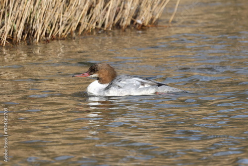 the female goosander (Mergus merganser) UK river in early Spring