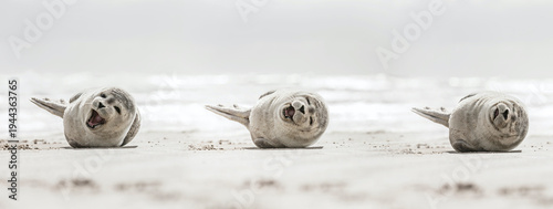 Fotografia Laughing young seal on the beach