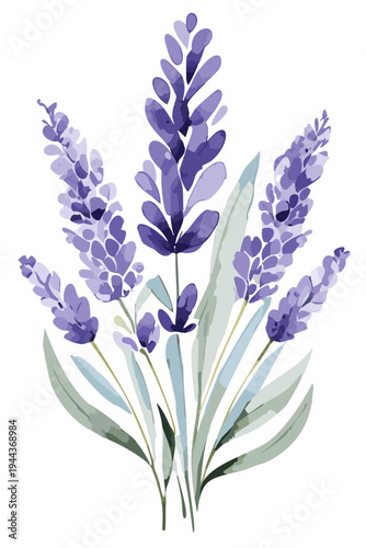 Watercolor illustration botanical style purple lavender flower field, lilac violet blue hand painted floral garden pattern, transparent traditional decorative simple art vector, spring season design 