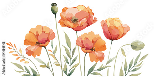 Stylized botanical poppy blossom collection in a soft watercolor style, floral arrangement for spring and summer design, hand painted illustration flat vector poppies flower border, vintage rustic
