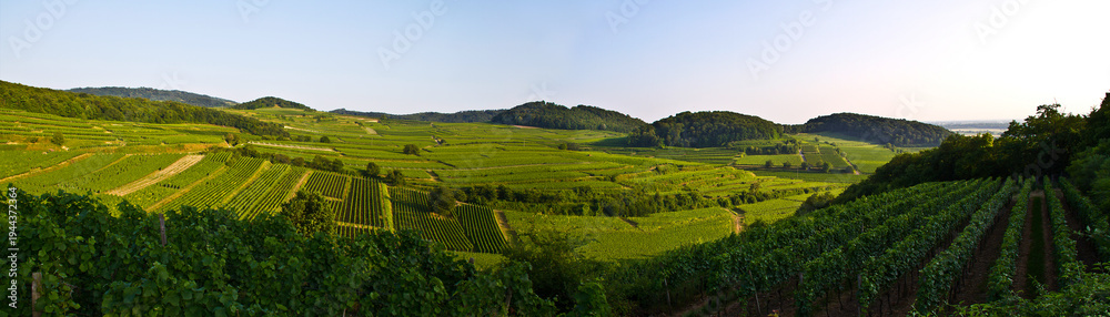 Obraz premium Weinberge Reben