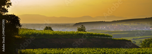 Weinberge Reben