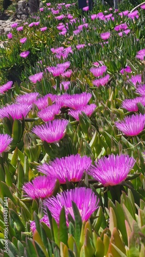 Field of Bright Pink Ice Plant Flowers Blooming in Sunlight