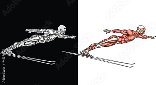 Detailed anatomical illustration of a ski jumper's muscular and skeletal system in flight, presented in a split view.