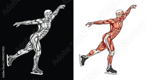 Detailed anatomical illustration of a male figure skater showcasing muscle structure and skeletal system in a dynamic pose.